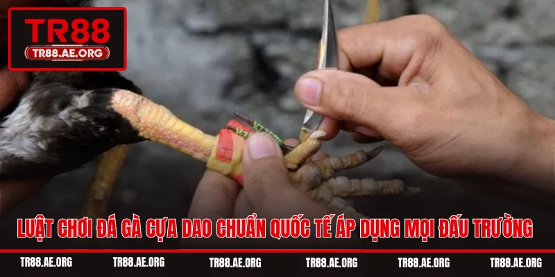 Luật Chơi Đá Gà Cựa Dao Chuẩn Quốc Tế Áp Dụng Mọi Đấu Trường